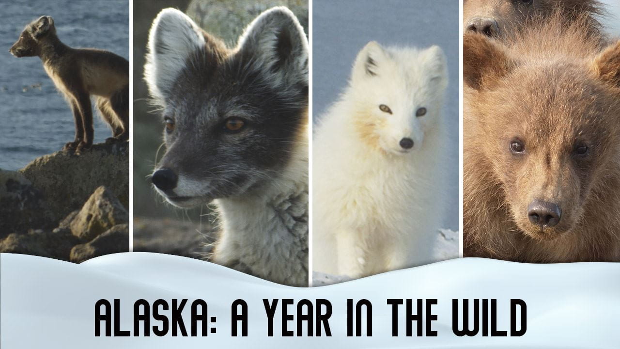 Alaska: A Year in the Wild