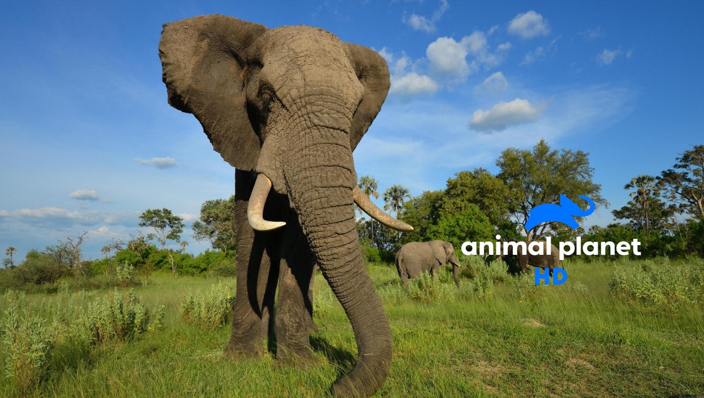 Animal Planet HD дивитися онлайн на Sweet.tv