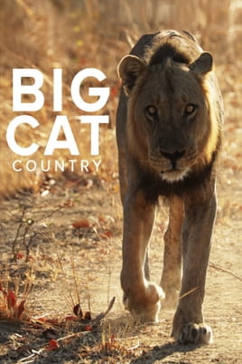 Big Cat Country - SWEET.TV Watch Big Cat Country online