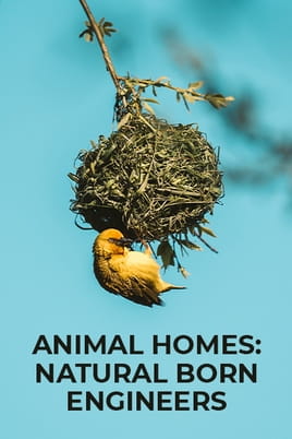 Watch Animal Homes: Natural Born Engineers online