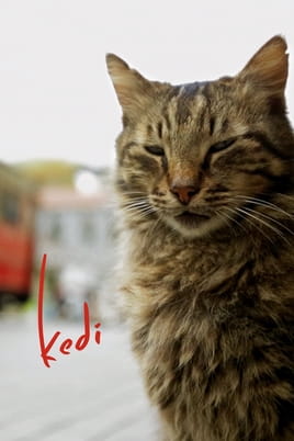 Kedi - SWEET.TV Watch Kedi online