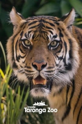 Inside Taronga Zoo - SWEET.TV Watch Inside Taronga Zoo online