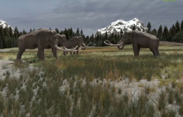Secrets of giant mammoths