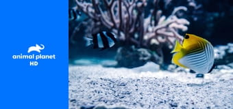 Аквариумный бизнес S6E6 - Царский аквариум Принца Ройса