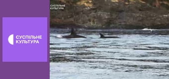 Д/с "Спецпризначенці тваринного світу". "Морська піхота".