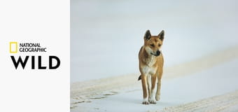 10 самых смертоносных животных: Роковые встречи S1E1