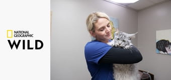 Документы Хартленда, DVM: Сборник Документы Хартленда, DVM: Сборник