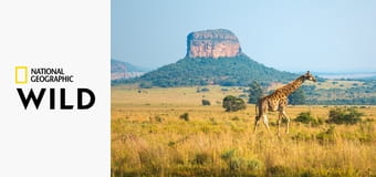 Невероятные путешествия животных S1E5