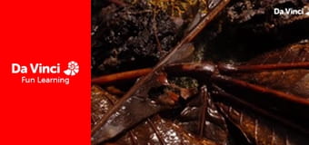 Знать всё - Может ли слизевик думать?