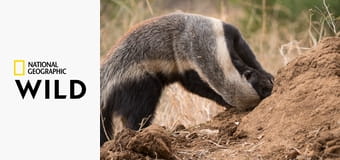 Невероятный медовый барсук