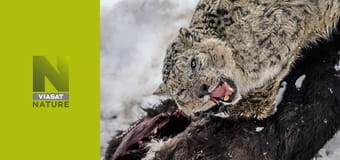 У пошуках снігових барсів: гонитва за тінями S1E2