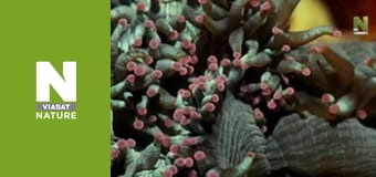 Планета Великий Барʼєрний риф - Воскресіння Рифа