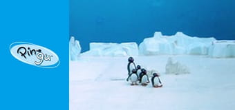 Pingu Сезон 2 Эпизод 22