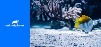 Аквариумный бизнес S6E6 - Царский аквариум Принца Ройса