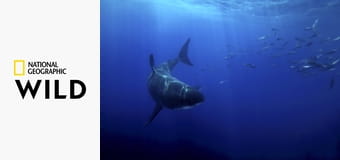 Там, где встречаются океаны