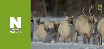 Дика Канада - Весна