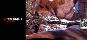 Невигадані історії.