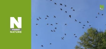 Витоки життя - Останній бій