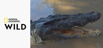 Австралийский крокодил: чемпион выживания