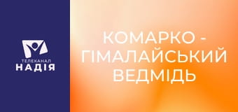 КоМарко - Гімалайський ведмідь