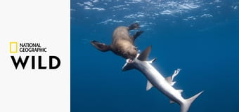 Акула против крокодила