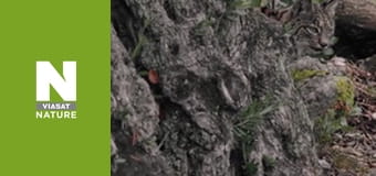 Дикі борці - Боротьба за сім'ю Дикі борці - Боротьба за сім'ю