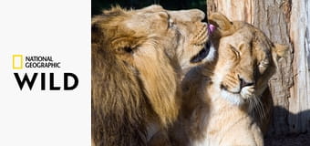 Самые странные животные S1E1 - В поисках любви