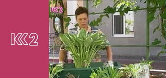 Шість соток S2E18