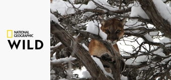 Пума против волка