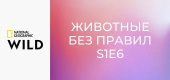 Животные без правил S1E6 - Странные встречи