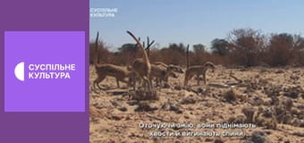 Д/с "Выжить в дикой природе", 4 и 5 с.