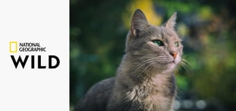 Critter Fixers: Ветеринары страны: Сборники S4E5