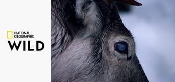 Дикие, умные и смертельно опасные S1E4 Дикие, умные и смертельно опасные S1E4