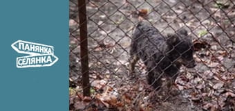 Барышня-крестьянка, Сезон 9, Выпуск 17