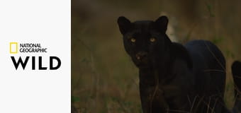 Настоящая черная пантера Настоящая черная пантера