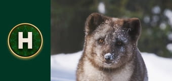 Кіна та Юк: Пухнасті пригоди