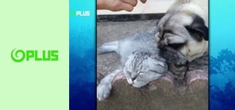 Najlepšie zvieratá na videu Najlepšie zvieratá na videu