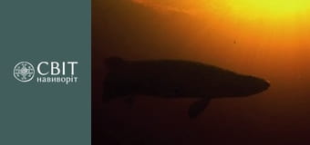 Сезон 10, Выпуск 12, Бразилия