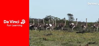 Siyaya - Wildest Cape - De Hoop - Place Of Hope Siyaya - Wildest Cape - De Hoop - Place Of Hope