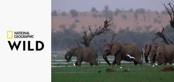 Испытания в дикой природе S1E6 - Муравьиная армия