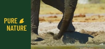 Fauna africană: Elefanții - partea 2 Fauna africană: Elefanții - partea 2