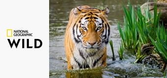 Кошачьи приемы Кошачьи приемы