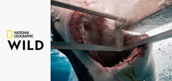 Животные без правил S1E4 - Хотите верьте, хотите – нет