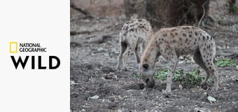 Африканские охотники S2E4 - Пропавший принц