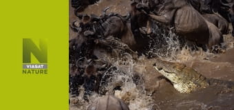 Стрімкі атаки природи S1E2 - Приховані мисливці