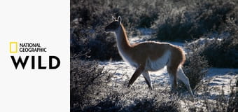 Дикая природа Чили S1E3 - Жизнь без воды