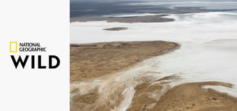 Воздушное сафари