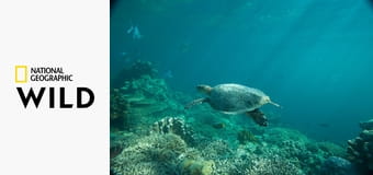 Тайная жизнь хищников S1E2 - У всех на виду