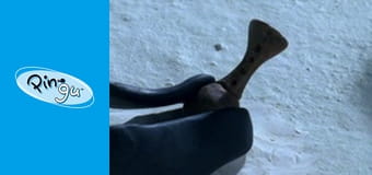 Pingu Sezon 6 Odcinek 16 Pingu Sezon 6 Odcinek 16