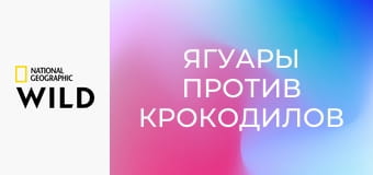 Ягуары против крокодилов